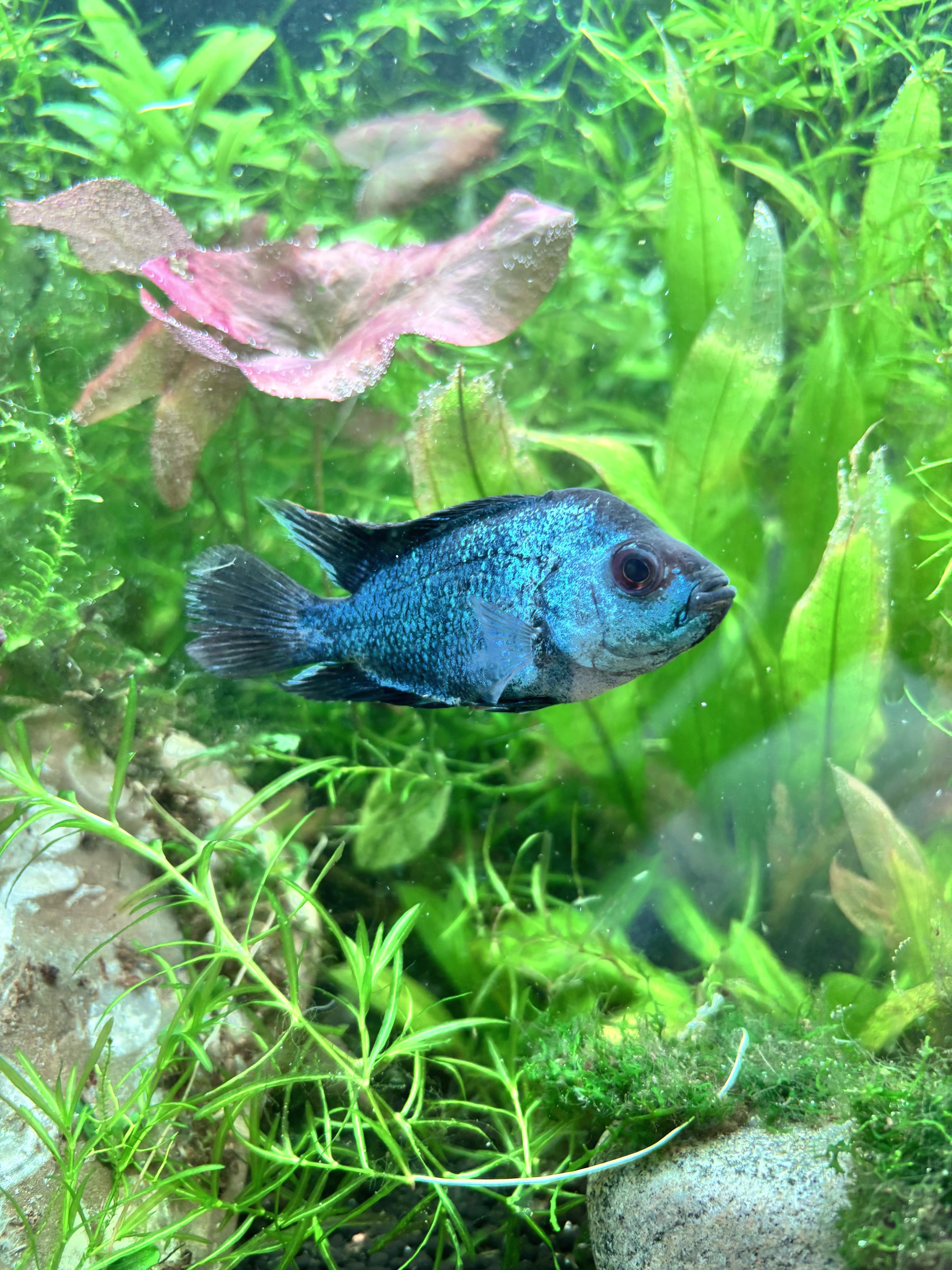 Thai Silk Acara